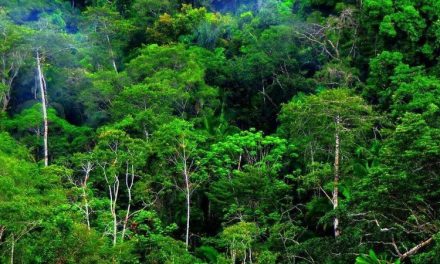 Panduan Baru Bagi Perusahaan Untuk Cegah Deforestasi