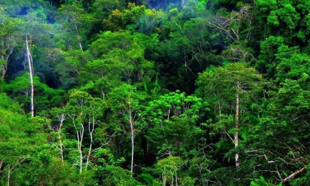 Panduan Baru Bagi Perusahaan Untuk Cegah Deforestasi