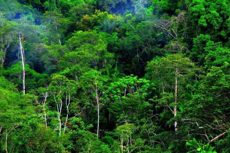 Panduan Baru Bagi Perusahaan Untuk Cegah Deforestasi
