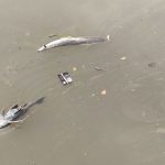 Makan Ikan Mati Di Sungai Cisadane Bisa Memiliki Efek Samping