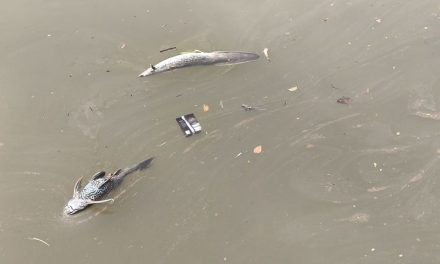 Makan Ikan Mati Di Sungai Cisadane Bisa Memiliki Efek Samping