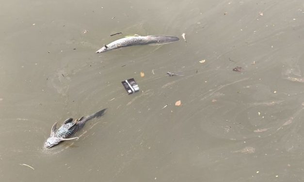 Makan Ikan Mati Di Sungai Cisadane Bisa Memiliki Efek Samping