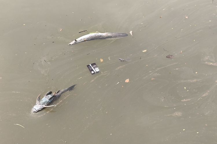Makan Ikan Mati Di Sungai Cisadane Bisa Memiliki Efek Samping