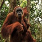 Bukit Lawang, Habitat Orangutan Sumatera Yang Terlindungi