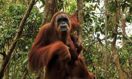 Bukit Lawang, Habitat Orangutan Sumatera Yang Terlindungi