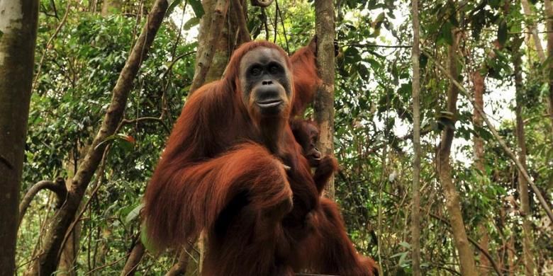 Bukit Lawang, Habitat Orangutan Sumatera Yang Terlindungi