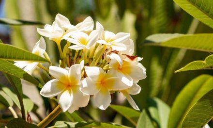 Jenis Bunga Kamboja Dan Ciri Khasnya Yang Menawan