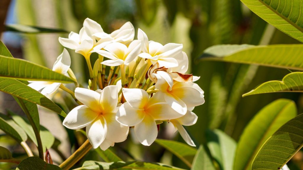 Jenis Bunga Kamboja Dan Ciri Khasnya Yang Menawan