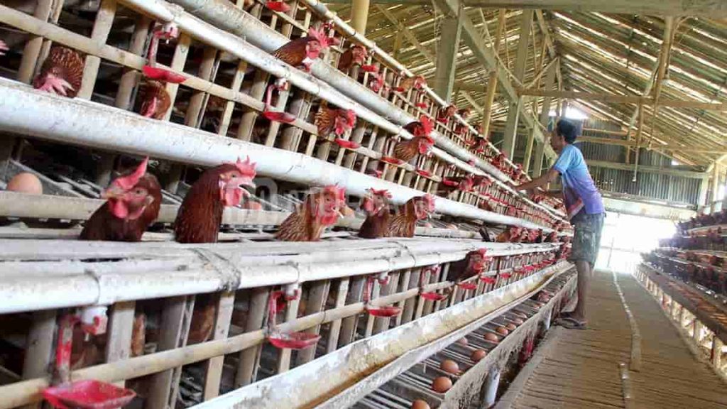 Panduan Lengkap Memelihara Ayam Petelur Untuk Pemula