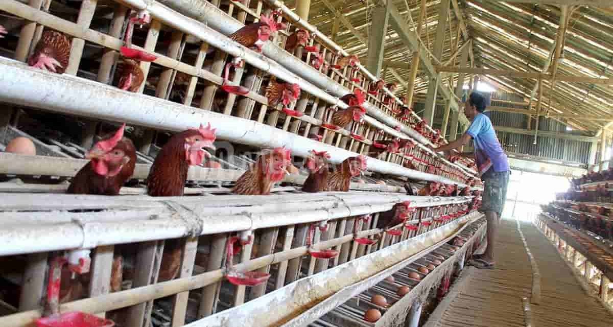 Panduan Lengkap Memelihara Ayam Petelur Untuk Pemula