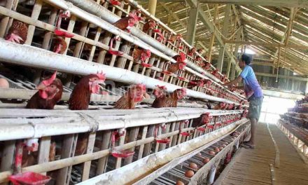 Panduan Lengkap Memelihara Ayam Petelur Untuk Pemula