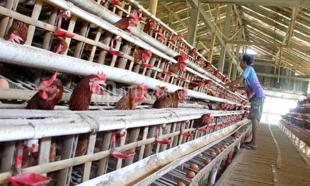 Panduan Lengkap Memelihara Ayam Petelur Untuk Pemula