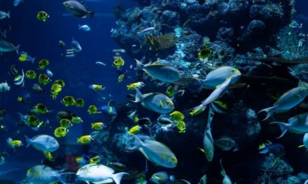 Peran Laut Dalam Menjaga Keseimbangan Ekosistem Bumi