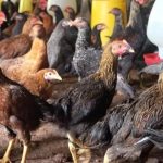 Cara Sukses Beternak Ayam Kampung Dengan Modal Minim