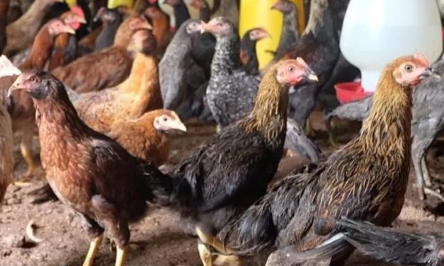 Cara Sukses Beternak Ayam Kampung Dengan Modal Minim
