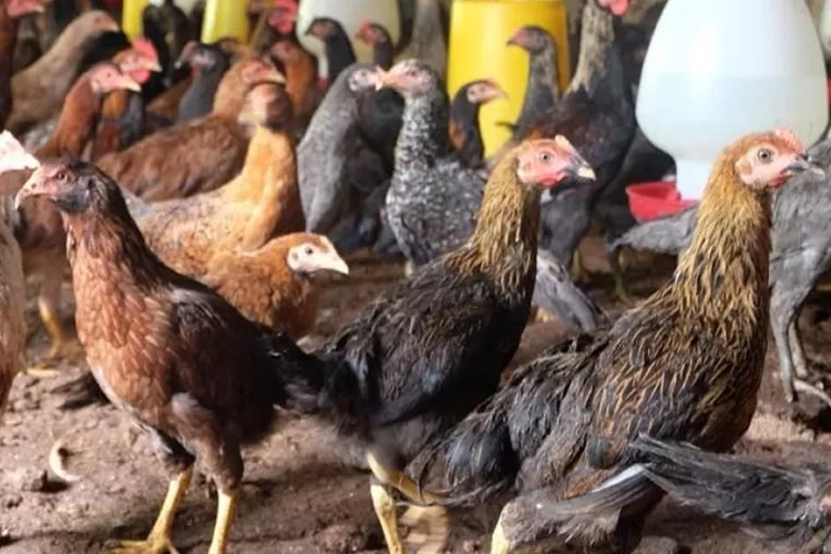 Cara Sukses Beternak Ayam Kampung Dengan Modal Minim