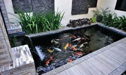 Desain Kolam Ikan Minimalis Untuk Halaman Rumah