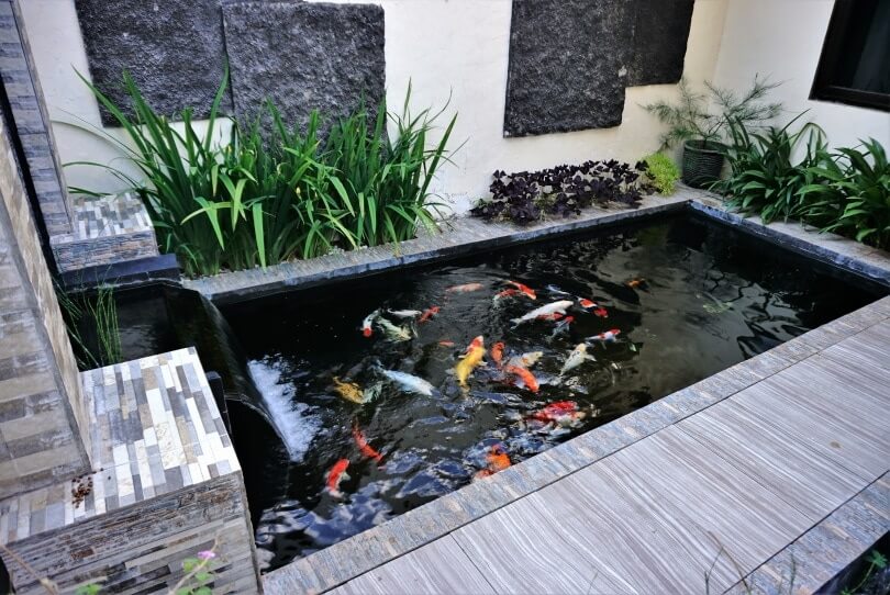 Desain Kolam Ikan Minimalis Untuk Halaman Rumah