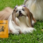 Manfaat Rutin Grooming Anjing Bagi Kesehatan Kulit Dan Bulu