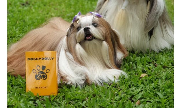 Manfaat Rutin Grooming Anjing Bagi Kesehatan Kulit Dan Bulu