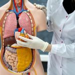 Mengenal Anatomi Dan Fungsi Jantung Dalam Tubuh Manusia