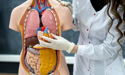 Mengenal Anatomi Dan Fungsi Jantung Dalam Tubuh Manusia