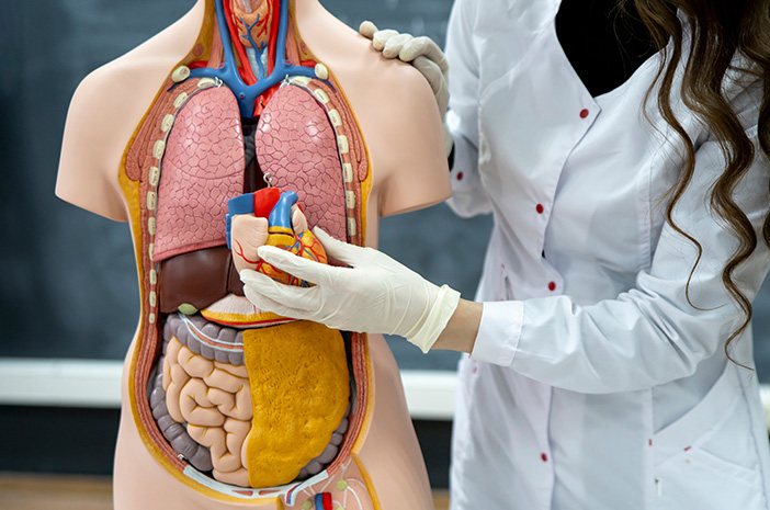 Mengenal Anatomi Dan Fungsi Jantung Dalam Tubuh Manusia