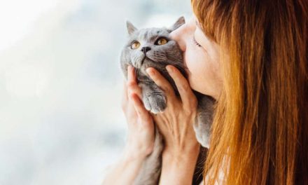 Panduan Merawat Kucing: Tips Sehat Dan Bahagia Si Meong