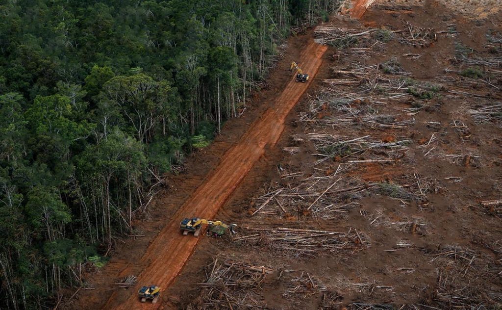 Upaya Menjaga Hutan Dunia Dari Kerusakan, Konservasi Hutan