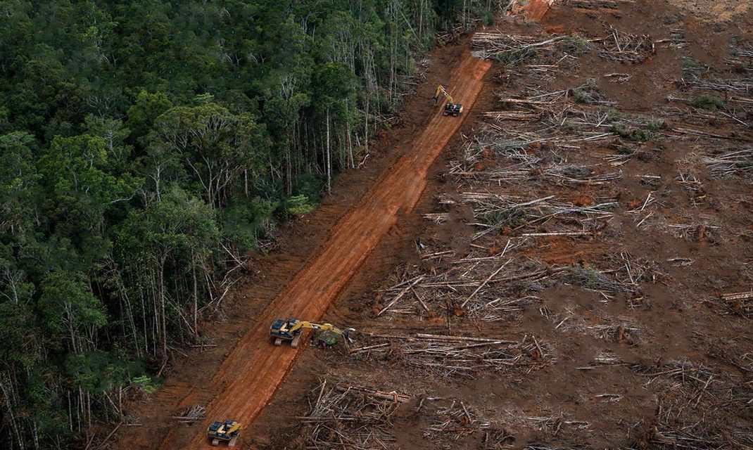 Upaya Menjaga Hutan Dunia Dari Kerusakan, Konservasi Hutan