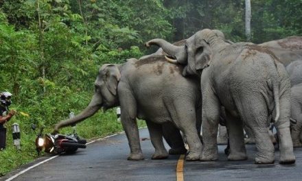 Fakta Menarik Tentang Kehidupan Gajah Di Alam Liar