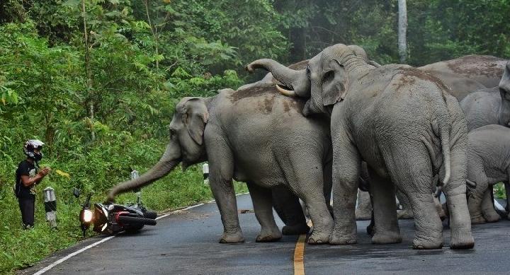 Fakta Menarik Tentang Kehidupan Gajah Di Alam Liar