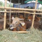 Cara Memilih Sapi Berkualitas Untuk Kurban Dan Peternakan