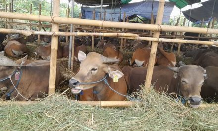 Cara Memilih Sapi Berkualitas Untuk Kurban Dan Peternakan