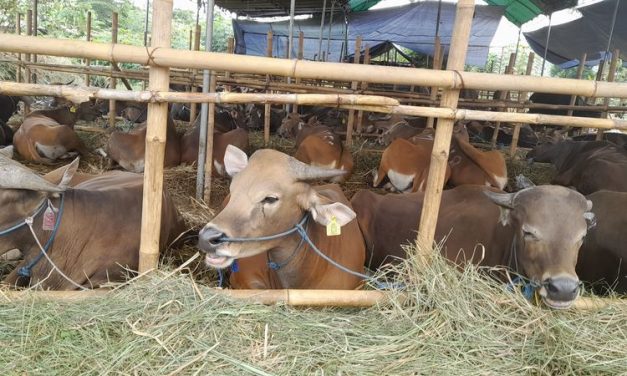 Cara Memilih Sapi Berkualitas Untuk Kurban Dan Peternakan