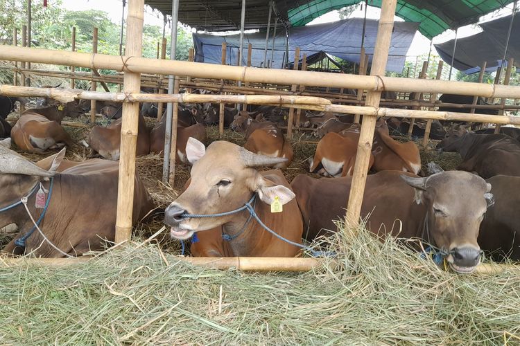 Cara Memilih Sapi Berkualitas Untuk Kurban Dan Peternakan