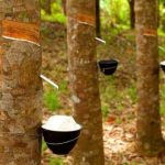 Mengenal Industri Karet: Perkebunan Hingga Produk Bernilai Tinggi