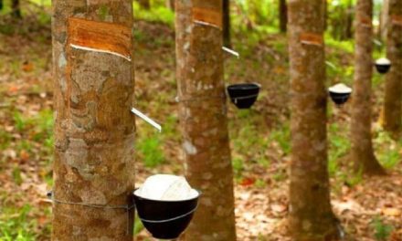Mengenal Industri Karet: Perkebunan Hingga Produk Bernilai Tinggi