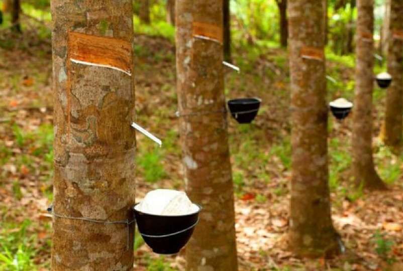 Mengenal Industri Karet: Perkebunan Hingga Produk Bernilai Tinggi