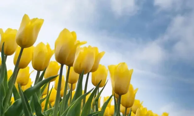 Bunga Tulip: Arti, Jenis, Dan Tips Merawatnya Agar Tetap Cantik