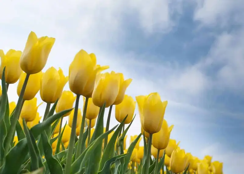 Bunga Tulip: Arti, Jenis, Dan Tips Merawatnya Agar Tetap Cantik