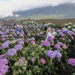 Kota Batu: Pesona Wisata Pegunungan Dan Udara Sejuk di Jatim