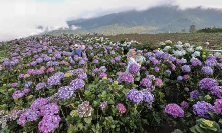 Kota Batu: Pesona Wisata Pegunungan Dan Udara Sejuk di Jatim