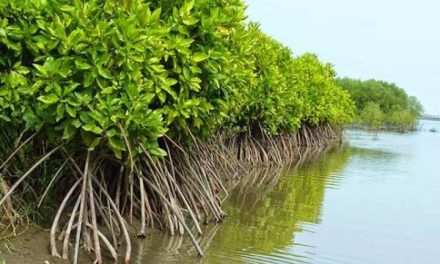 Manfaat Pohon Mangrove Lingkungan Dan Kehidupan Masyarakat