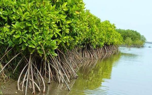 Manfaat Pohon Mangrove Lingkungan Dan Kehidupan Masyarakat