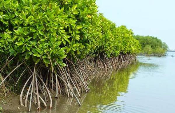 Manfaat Pohon Mangrove Lingkungan Dan Kehidupan Masyarakat