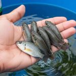 Budidaya Ikan Ember: Alternatif Untuk Memelihara Ikan Di Rumah