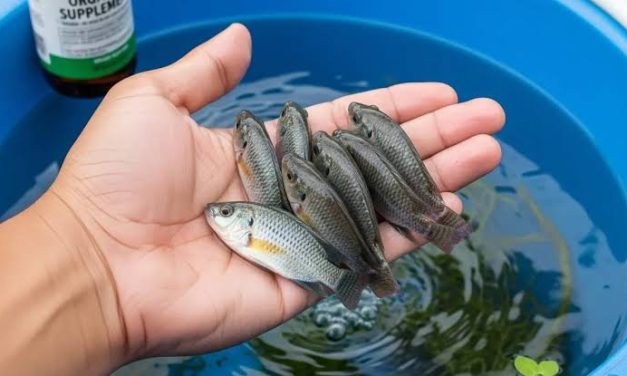 Budidaya Ikan Ember: Alternatif Untuk Memelihara Ikan Di Rumah