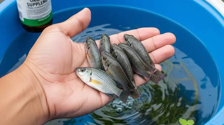 Budidaya Ikan Ember: Alternatif Untuk Memelihara Ikan Di Rumah