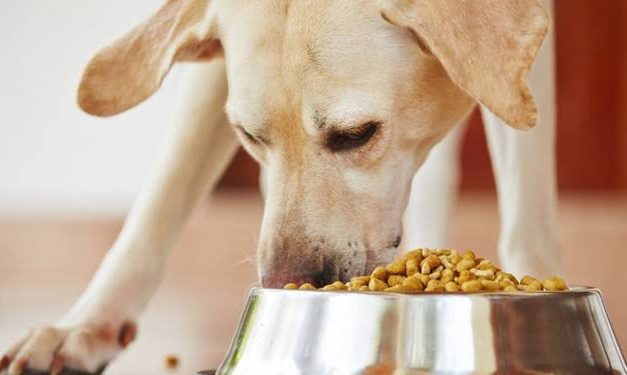 Makanan Anjing: Nutrisi Sesuai Bagi Kebutuhan Hewan Peliharaan